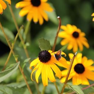 Meet your Posher, Hailey